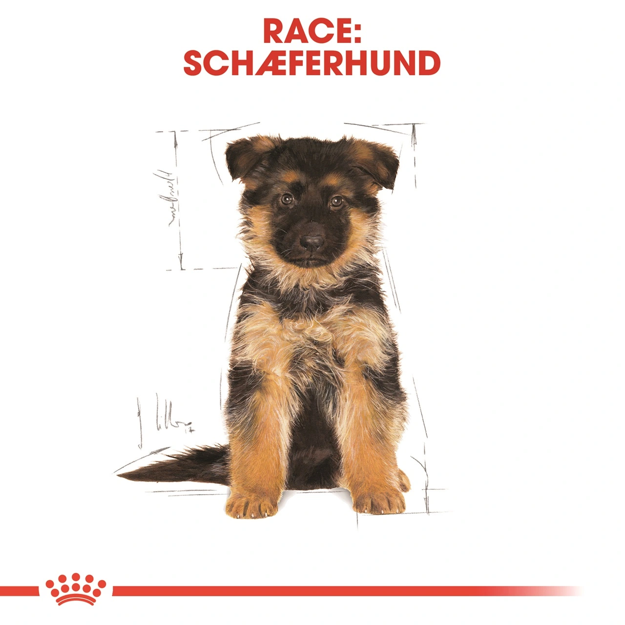 Royal Canin German Shepherd Puppy 12 kg - tørfoder til hvalpe